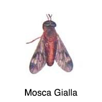 Mosca Gialla, trappola per tafani