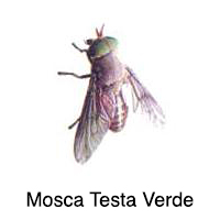 Mosca Testa Verde, trappola per tafani